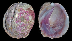 Galeropsis monodontus