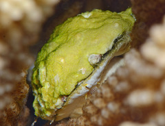 Galeropsis monodontus