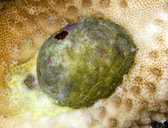 Galeropsis monodontus