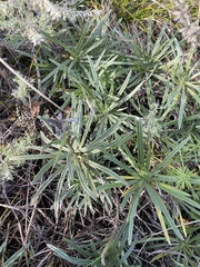 Onosma simplicissima