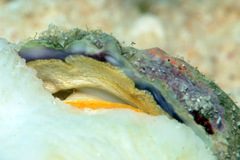 Galeropsis monodontus