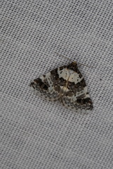 Xenogenes eustrotiodes