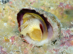 Galeropsis monodontus