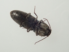 Cardiophorus