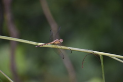 Erythrodiplax funerea