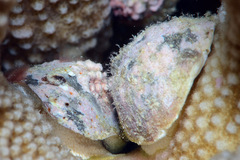 Galeropsis monodontus