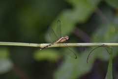 Erythrodiplax funerea