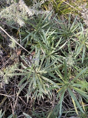 Onosma simplicissima