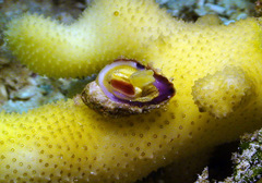 Galeropsis monodontus
