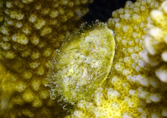 Galeropsis monodontus