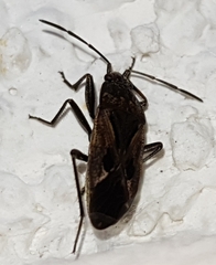 Rhyparochromus