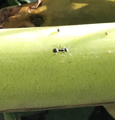 Dolichoderus thoracicus