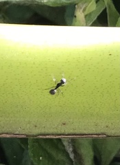 Dolichoderus thoracicus