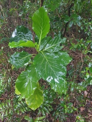 Atractocarpus stipularis