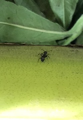 Dolichoderus thoracicus