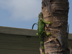 Iguana iguana