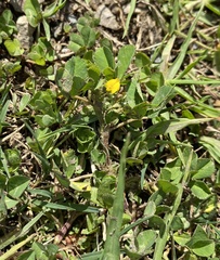 Medicago polymorpha