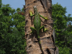 Iguana iguana