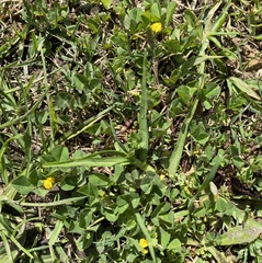 Medicago polymorpha