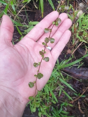 Muehlenbeckia complexa
