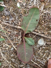 Rumex acetosa