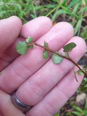 Muehlenbeckia complexa