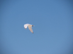 Ichthyaetus melanocephalus