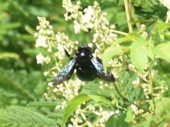 Apoidea