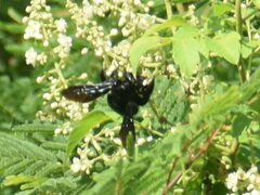 Apoidea