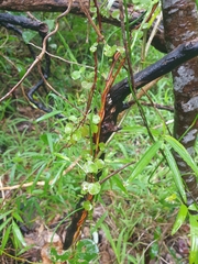 Muehlenbeckia complexa