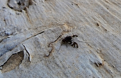 Cerastipsocus trifasciatus