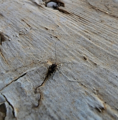 Cerastipsocus trifasciatus