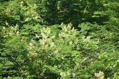 Apoidea