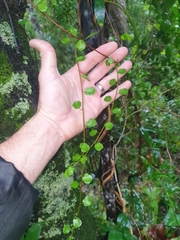 Muehlenbeckia complexa