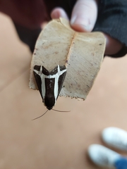 Dysschema sacrifica