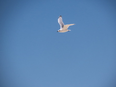 Ichthyaetus melanocephalus