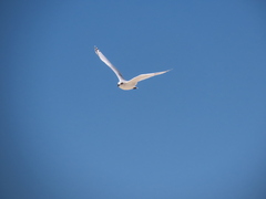 Ichthyaetus melanocephalus