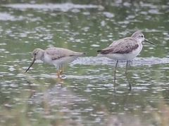 Xenus cinereus