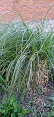 Cortaderia selloana