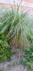 Cortaderia selloana