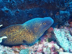 Gymnothorax flavimarginatus