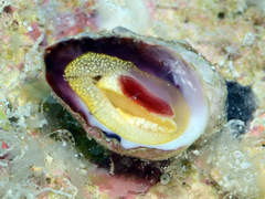 Galeropsis monodontus