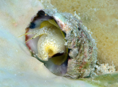 Galeropsis monodontus