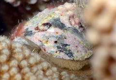 Galeropsis monodontus