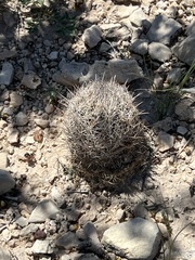 Coryphantha echinus