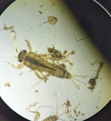 Ephemerellidae