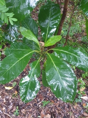 Atractocarpus stipularis