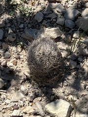 Coryphantha echinus
