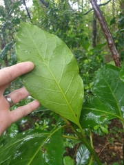 Atractocarpus stipularis