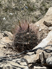 Hamatocactus hamatacanthus